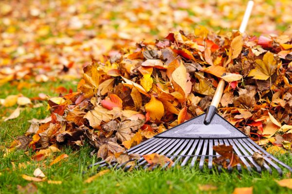 Cost of Leaves Removal in Salinas