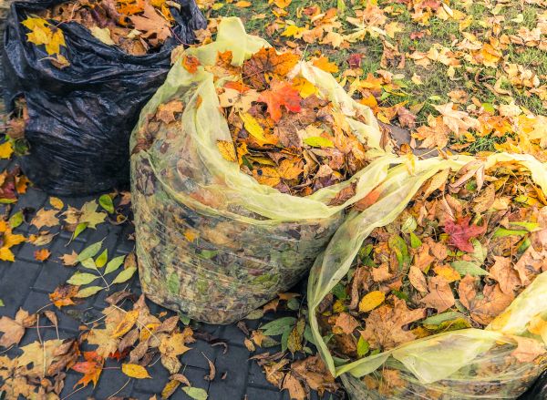 Cost of Yard Cleanup Service in Salinas