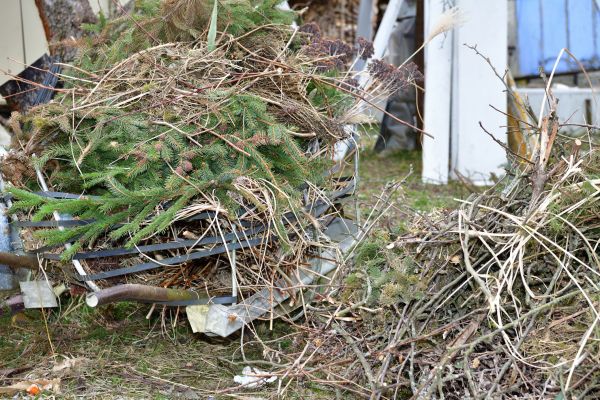 Cost of Yard Debris Removal in Salinas