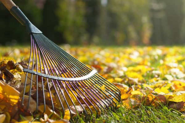 Cost of Leaf Raking Service in Salinas