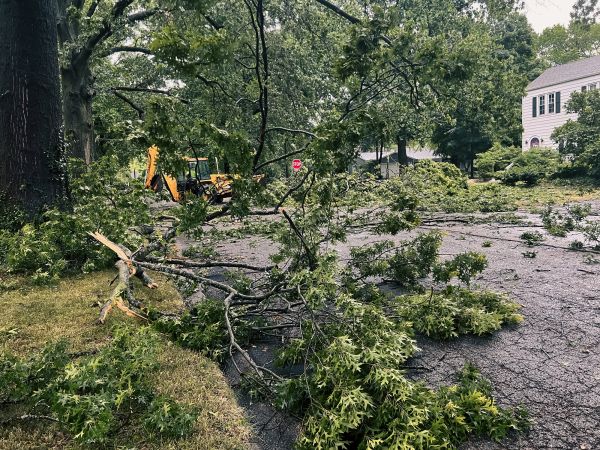 Cost of Tree Branch Disposal in Salinas
