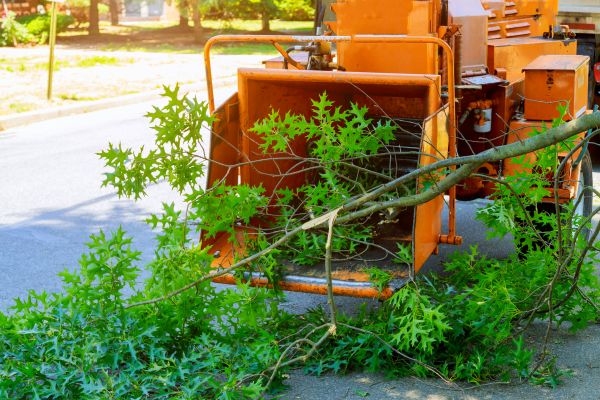Cost of Tree Branches Removal in Salinas