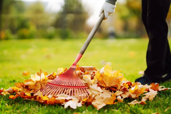 Cost of Ditch Leaf Removal in Salinas