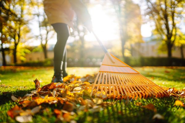 Cost of Leaves Raking in Salinas