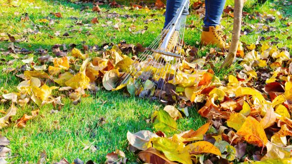 Cost of Lawn Cleanup Service in Salinas