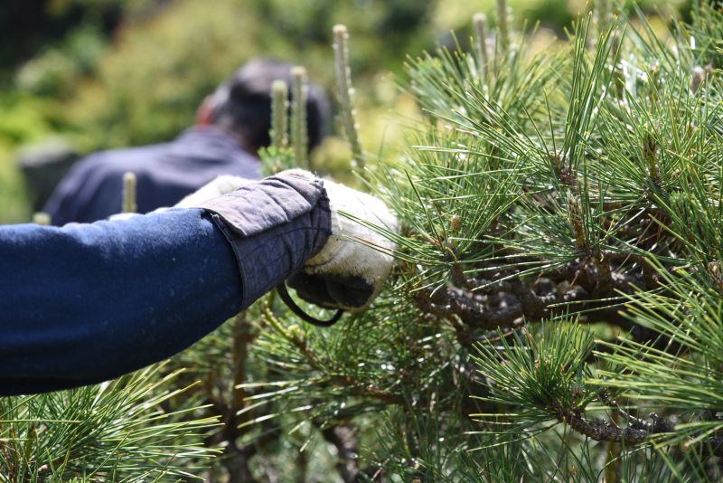Pine Needles Removal